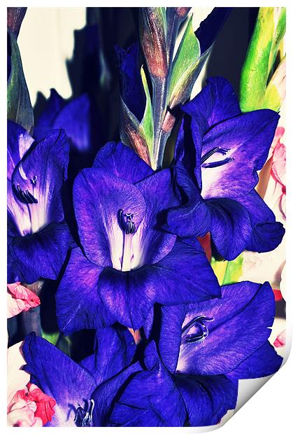 amazing purple gladiolus bright flower Print by Nataliya Lazaryeva