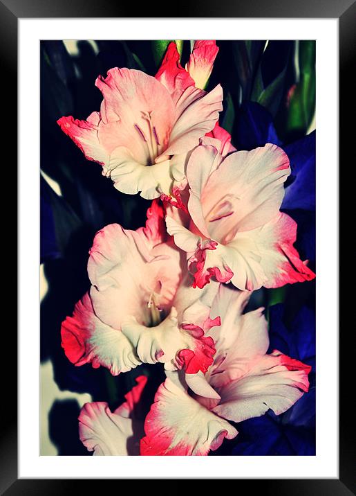 pink and white amazing gladiolus Framed Mounted Print by Nataliya Lazaryeva