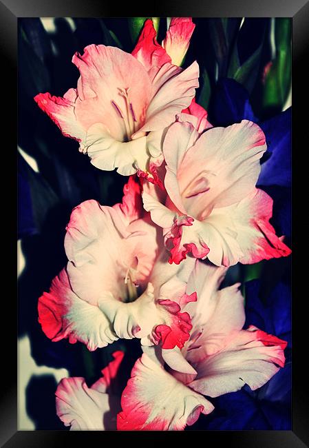 pink and white amazing gladiolus Framed Print by Nataliya Lazaryeva