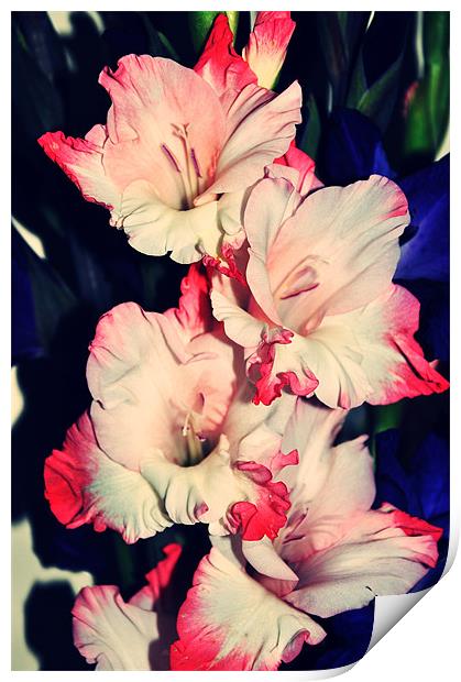 pink and white amazing gladiolus Print by Nataliya Lazaryeva