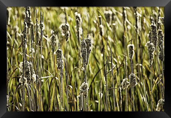 Rushes Framed Print by Mary Lane