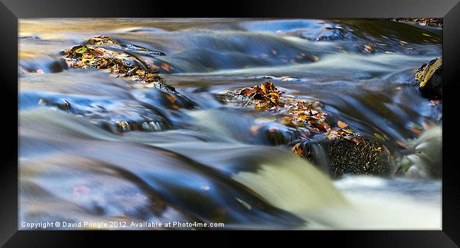 Autumn Leaves In Water III Framed Print by David Pringle