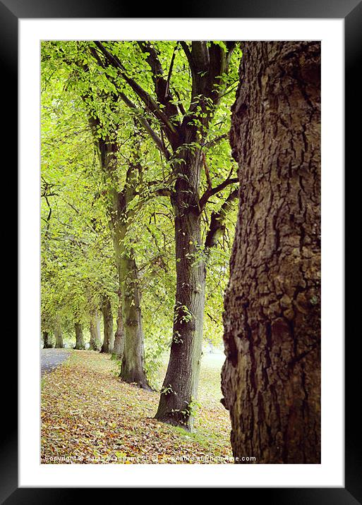 Tree Autumn Framed Mounted Print by Sarah Waddams