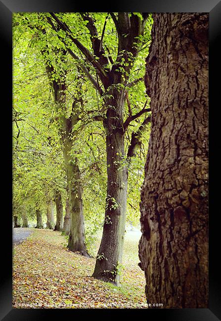 Tree Autumn Framed Print by Sarah Waddams