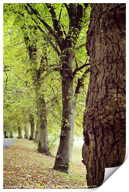 Tree Autumn Print by Sarah Waddams