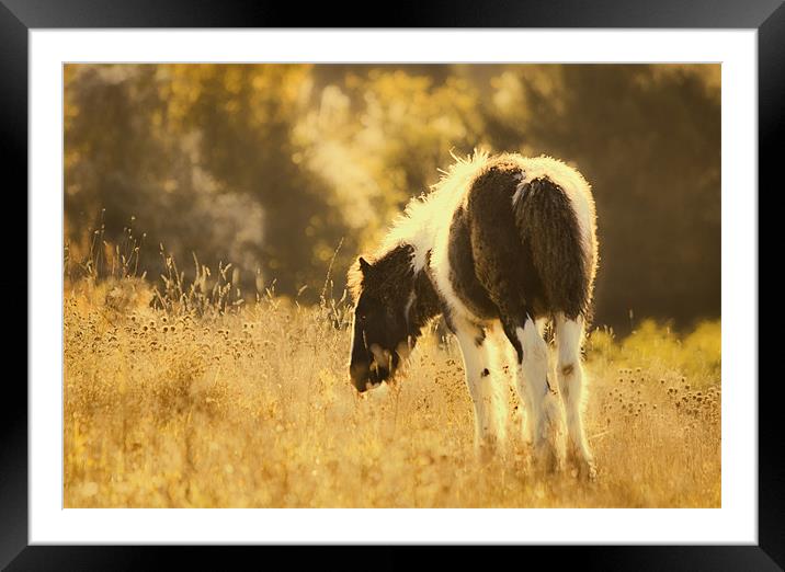 Foal Grazing Framed Mounted Print by Dawn Cox