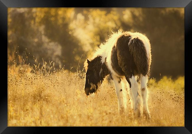Foal Grazing Framed Print by Dawn Cox