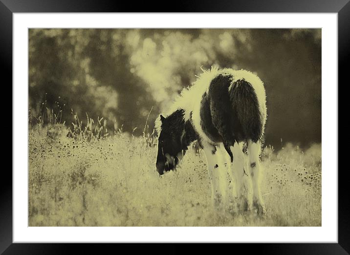 Grazing Foal Framed Mounted Print by Dawn Cox