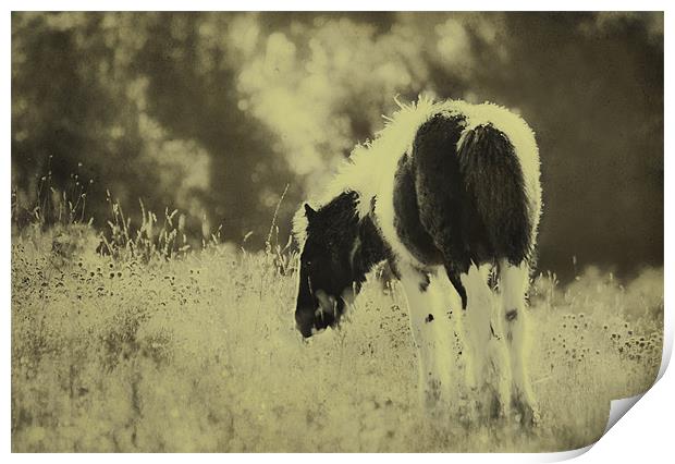 Grazing Foal Print by Dawn Cox