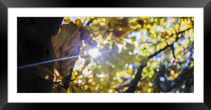 Golden leaves in Autumn Sun Framed Mounted Print by Thomas Lynch