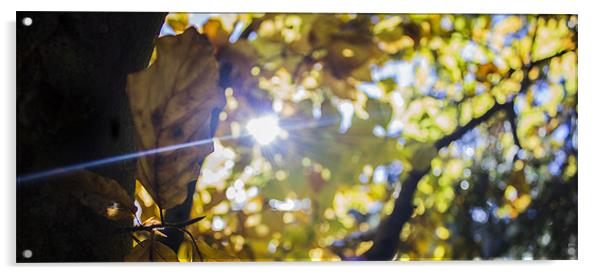 Golden leaves in Autumn Sun Acrylic by Thomas Lynch