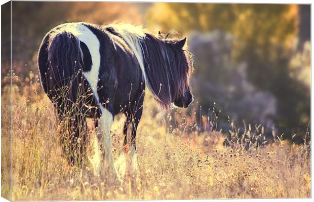 Horse in Meadow Canvas Print by Dawn Cox