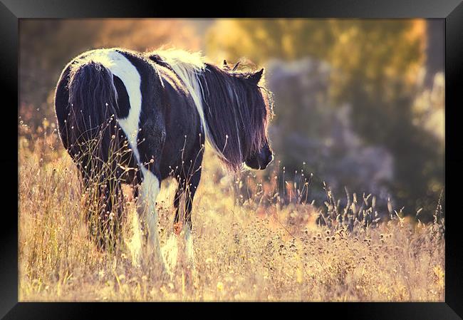 Horse in Meadow Framed Print by Dawn Cox