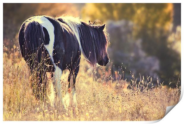 Horse in Meadow Print by Dawn Cox