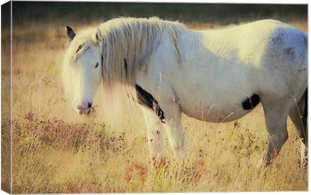 Horse out at Grass Canvas Print by Dawn Cox