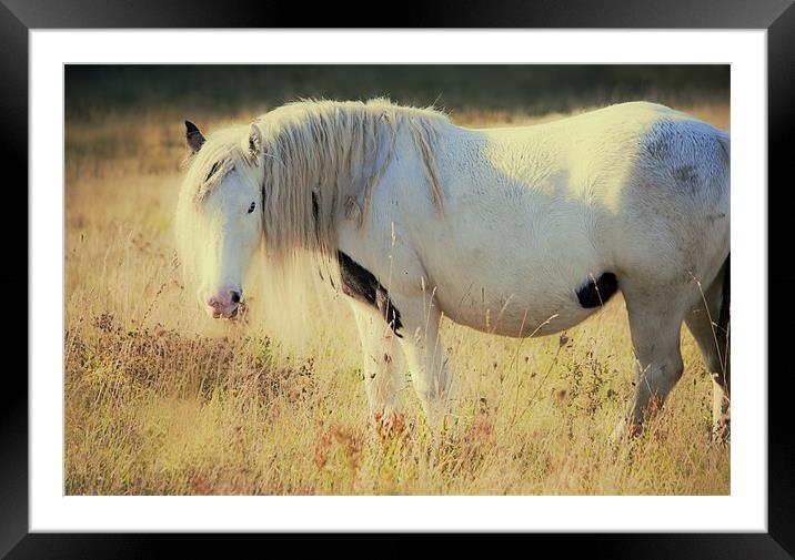 Horse out at Grass Framed Mounted Print by Dawn Cox