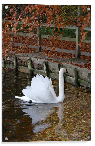 Swan Acrylic by Julie Perrin