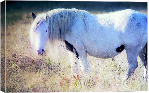 Enchanting Horse Canvas Print by Dawn Cox