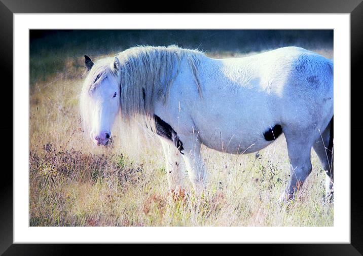 Enchanting Horse Framed Mounted Print by Dawn Cox
