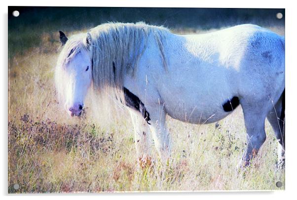 Enchanting Horse Acrylic by Dawn Cox