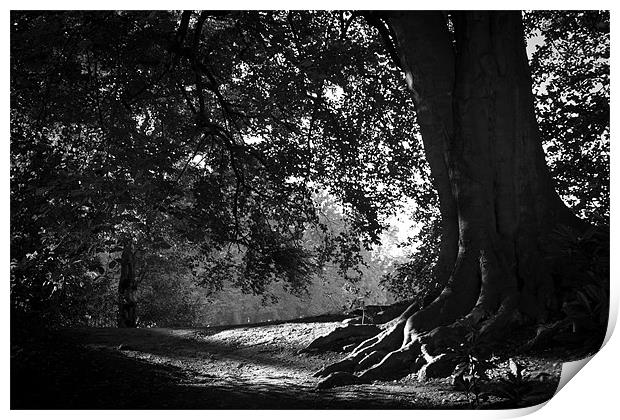 Dark roots Print by Paul Farrell Photography