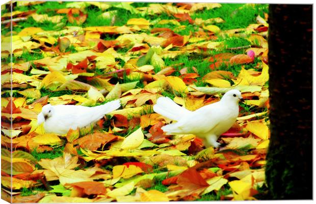 Doves in the autumn leaves Canvas Print by mohammed hayat