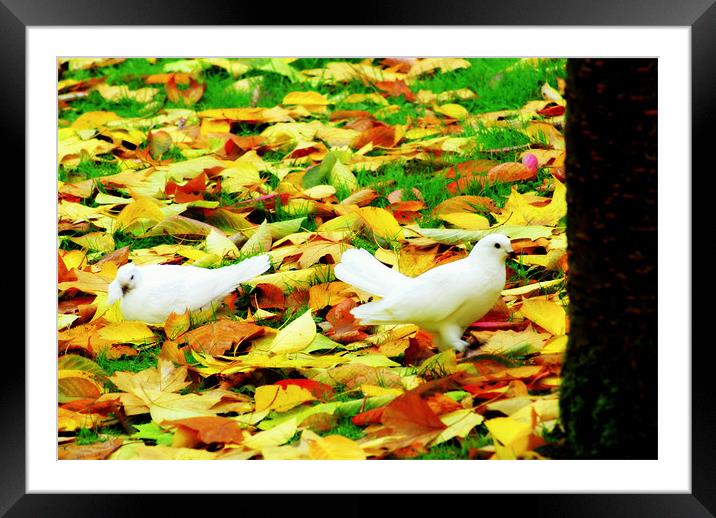 Doves in the autumn leaves Framed Mounted Print by mohammed hayat