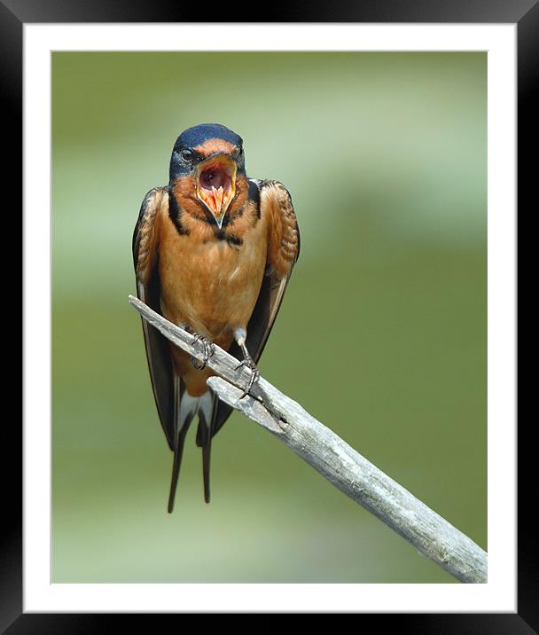 Barnswallow Shout  Framed Mounted Print by Bryan Olesen