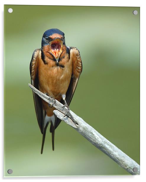 Barnswallow Shout  Acrylic by Bryan Olesen
