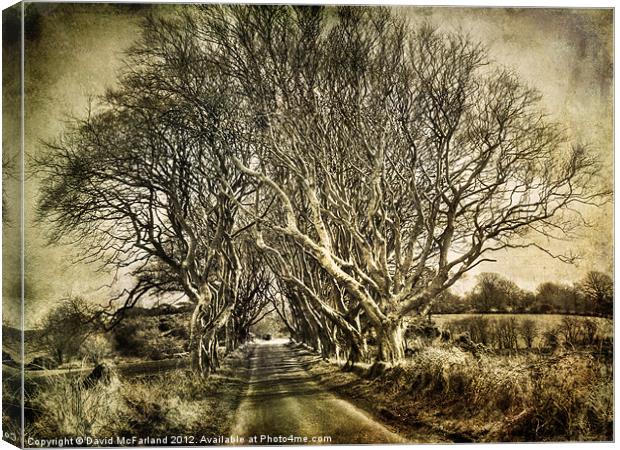 winter in the  Dark Hedges Canvas Print by David McFarland