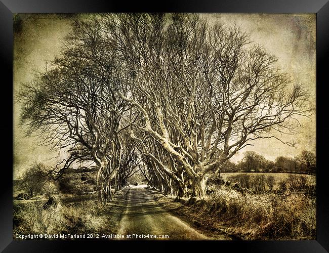 winter in the  Dark Hedges Framed Print by David McFarland