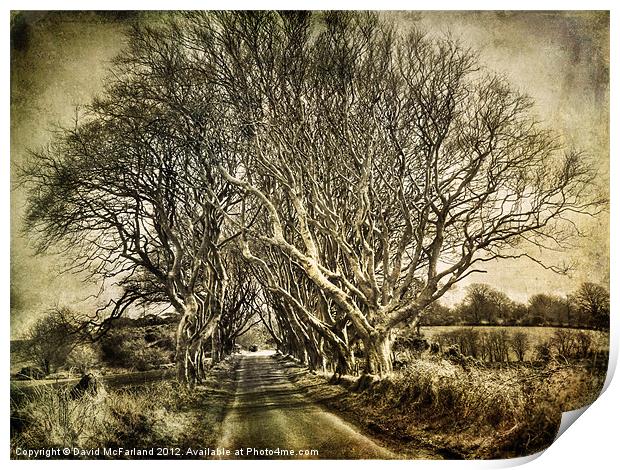 winter in the  Dark Hedges Print by David McFarland