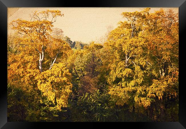Autumn Trees Framed Print by Dawn Cox