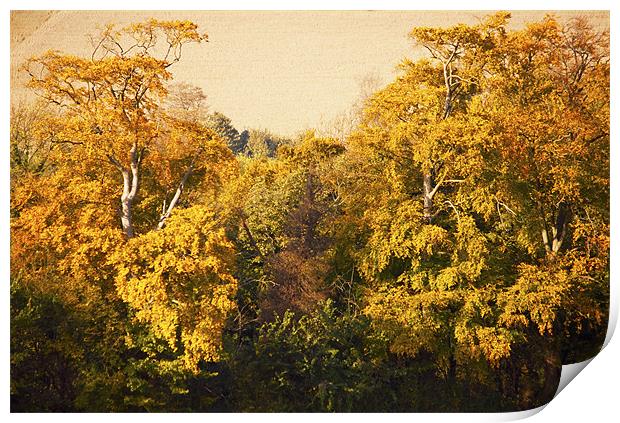 Autumn Trees Print by Dawn Cox