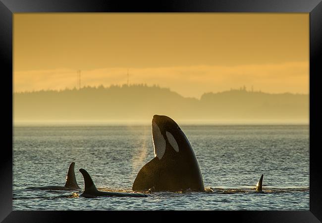 Orcas in Johnstone Strait at sunset Framed Print by Thomas Schaeffer