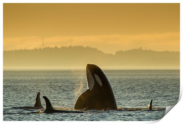 Orcas in Johnstone Strait at sunset Print by Thomas Schaeffer