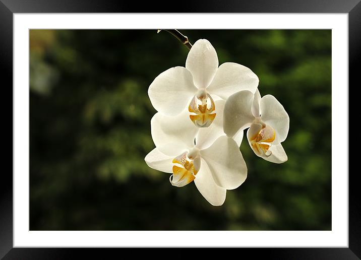 White Orchids Framed Mounted Print by Sandhya Kashyap