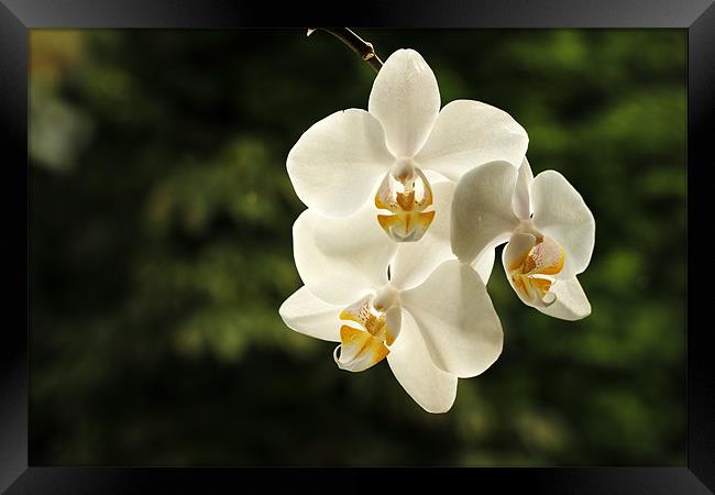 White Orchids Framed Print by Sandhya Kashyap