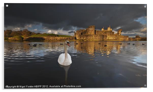 Swan at Caerphilly Castle Acrylic by Creative Photography Wales