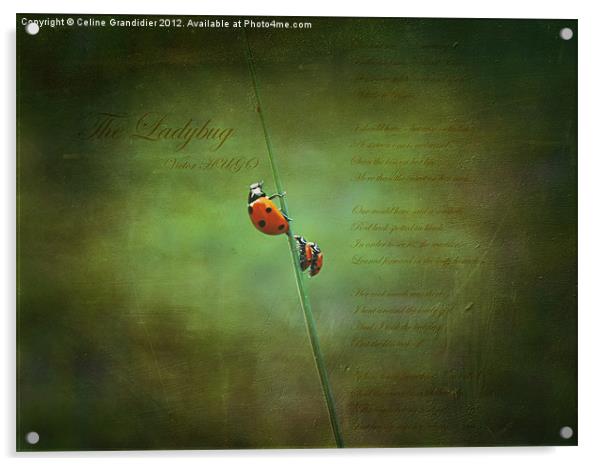 Poem for ladybugs Acrylic by Celine B.