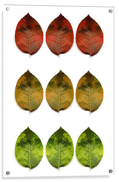 red, amber and green (9 leaves) Acrylic by Heather Newton