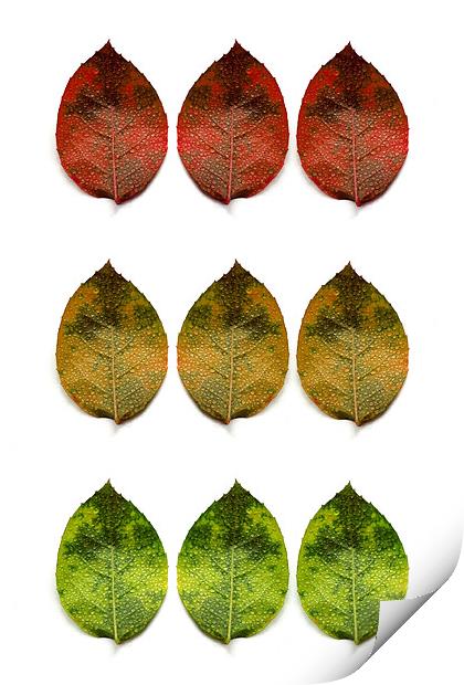 red, amber and green (9 leaves) Print by Heather Newton