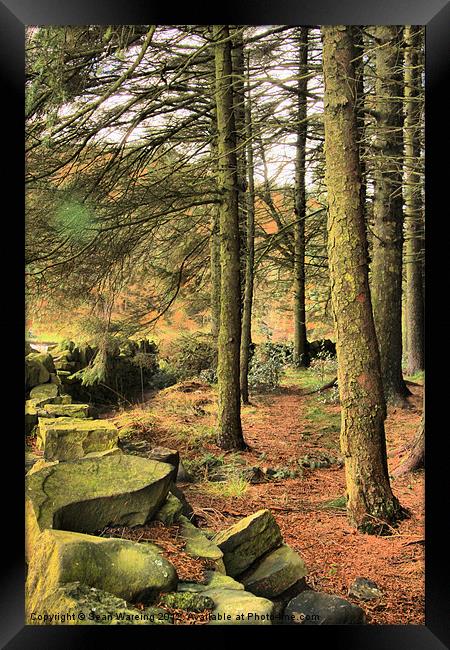The Forest Edge Framed Print by Sean Wareing