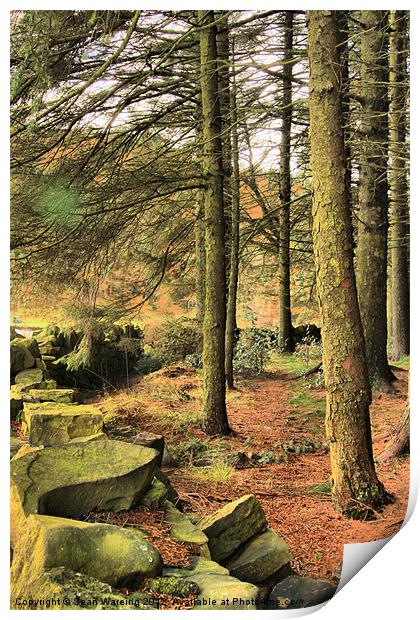 The Forest Edge Print by Sean Wareing