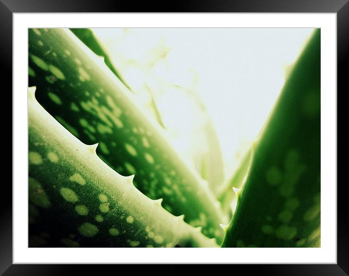 Aloe vera Framed Mounted Print by Aritra Pal