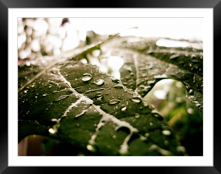 Rain drops Framed Mounted Print by Aritra Pal