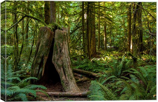 Cathedral Grove Canvas Print by Thomas Schaeffer