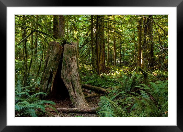 Cathedral Grove Framed Mounted Print by Thomas Schaeffer