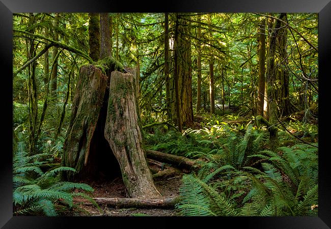 Cathedral Grove Framed Print by Thomas Schaeffer