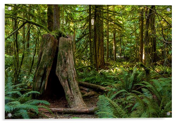 Cathedral Grove Acrylic by Thomas Schaeffer